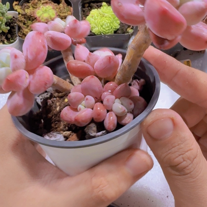樱花洛神王炸一颗