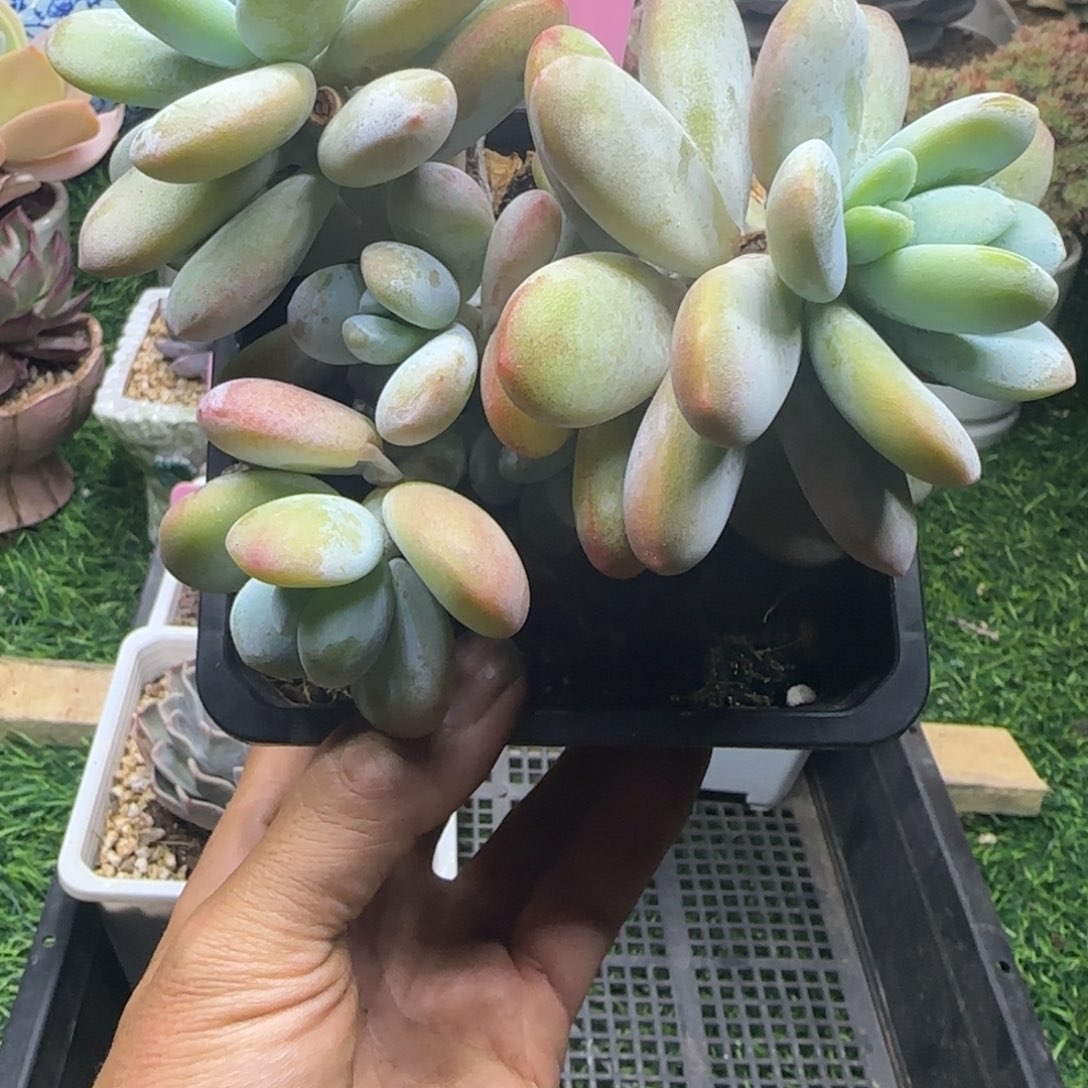 锦安精品多肉植物301