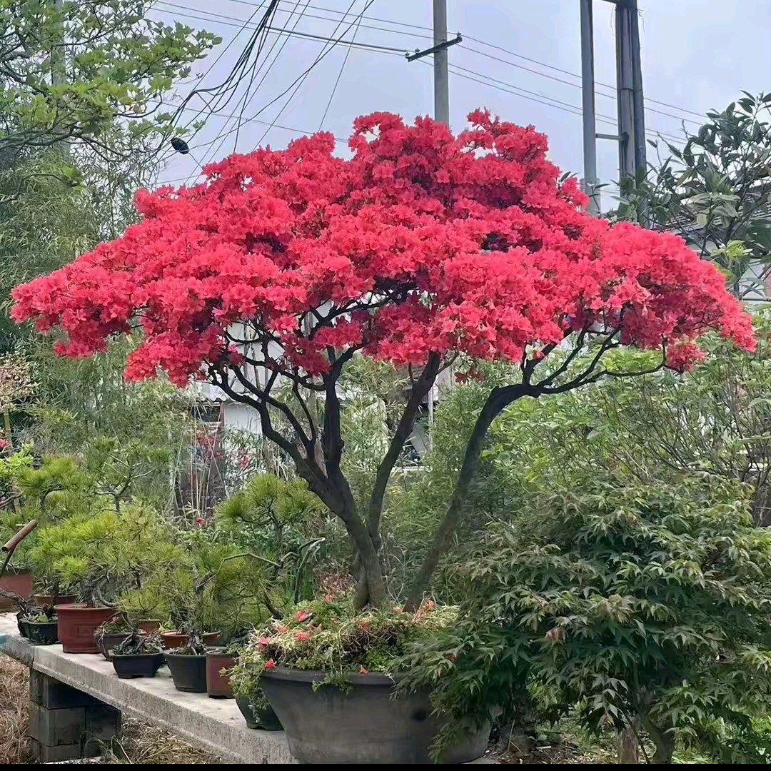 大别山映山红花卉