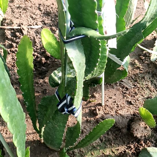 有***点完全开放令箭何花东北小粉