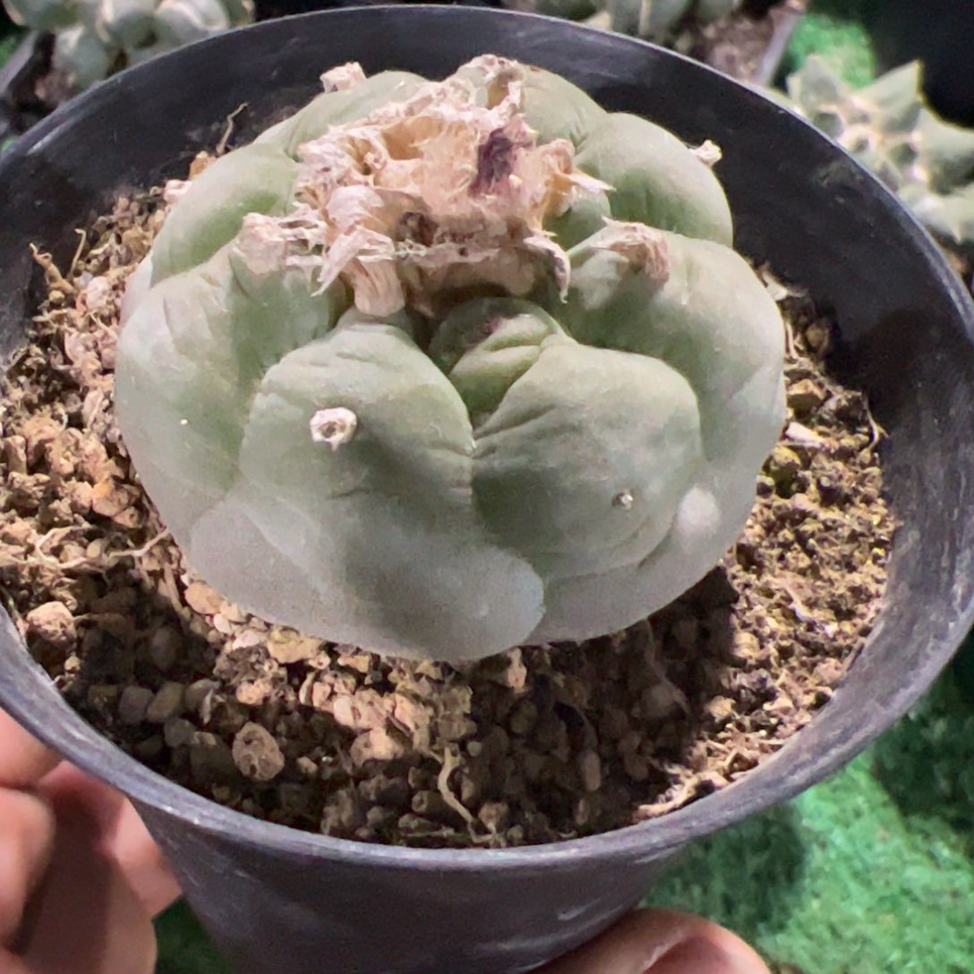 K*C实生大尤仙人球开花943