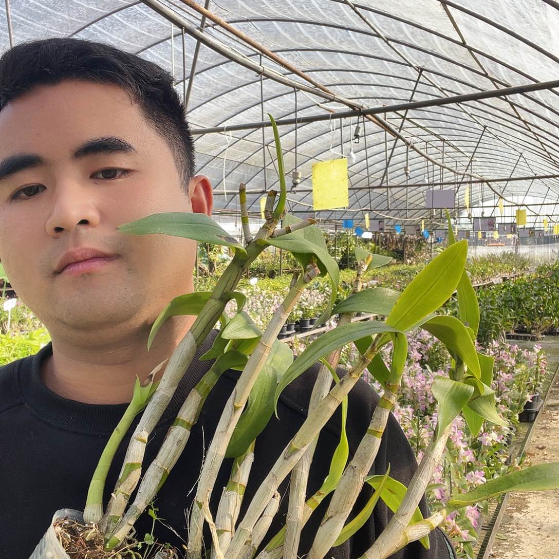 当前无花朵，栽培后可花朵组合