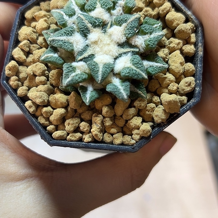 4号自根大尤黑牡丹4.6公分