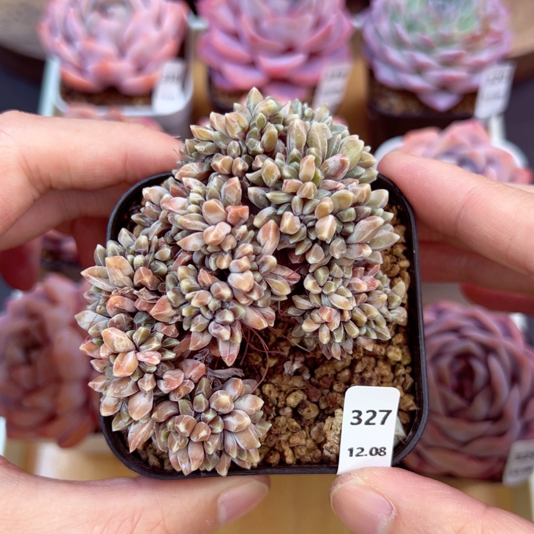 乌拉克拉327、哈哈哈哈