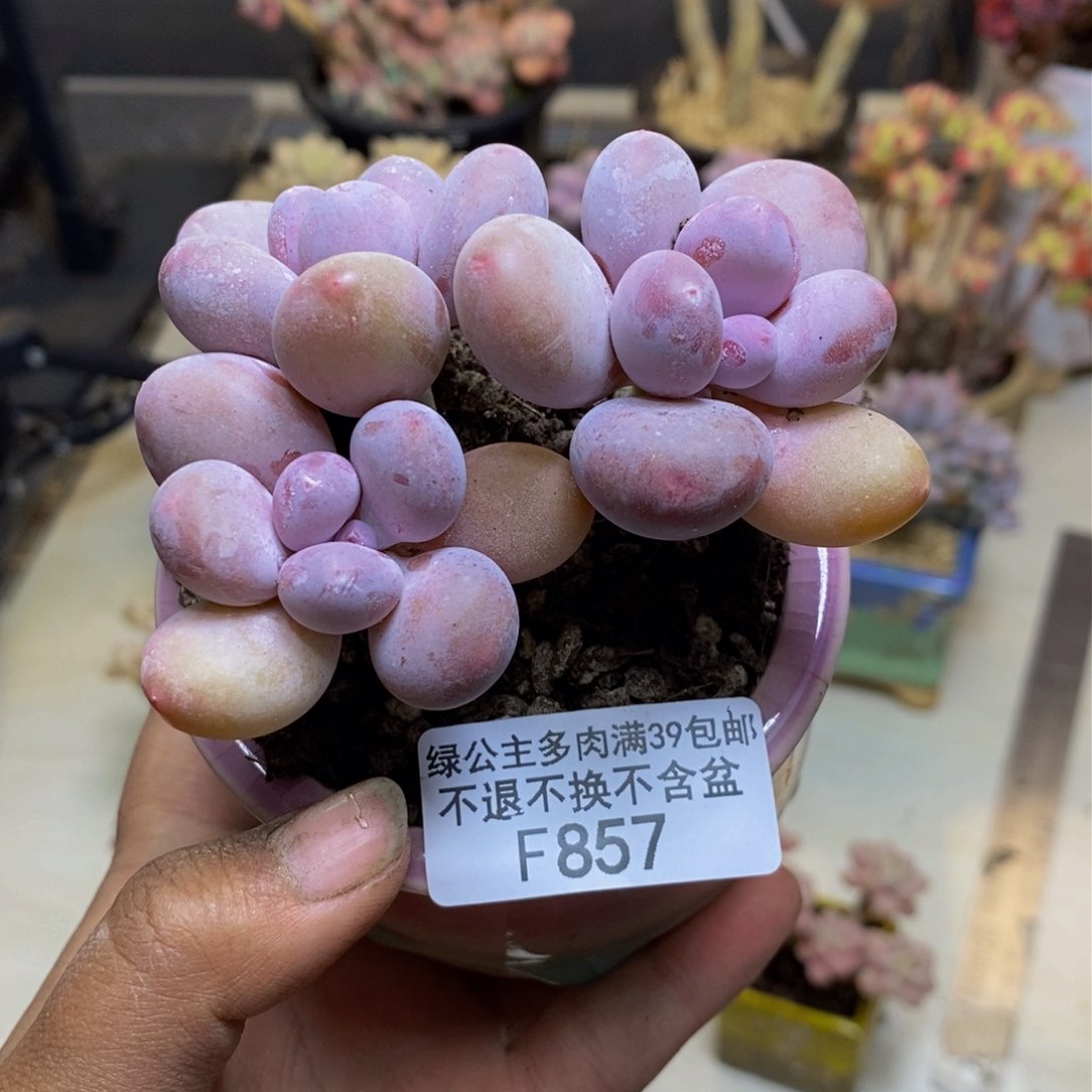 857蛋黄奶多肉8cm