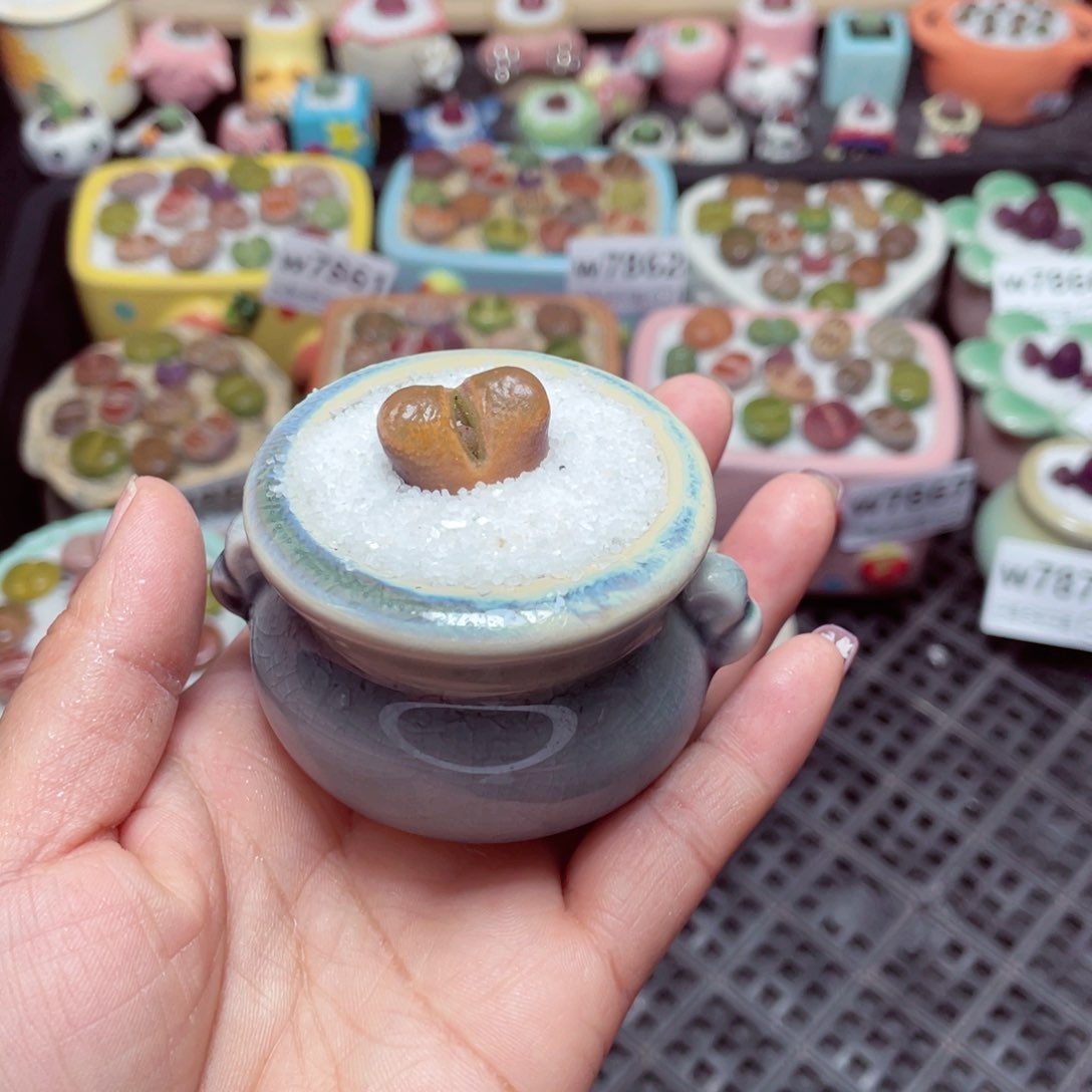 w7873 -零下地区拍保温箱-15支持寄养