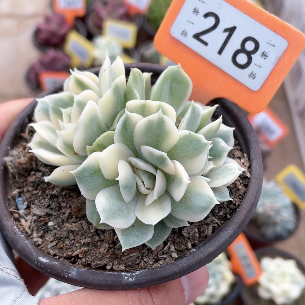 【闪购商品】无花朵吉****手218号