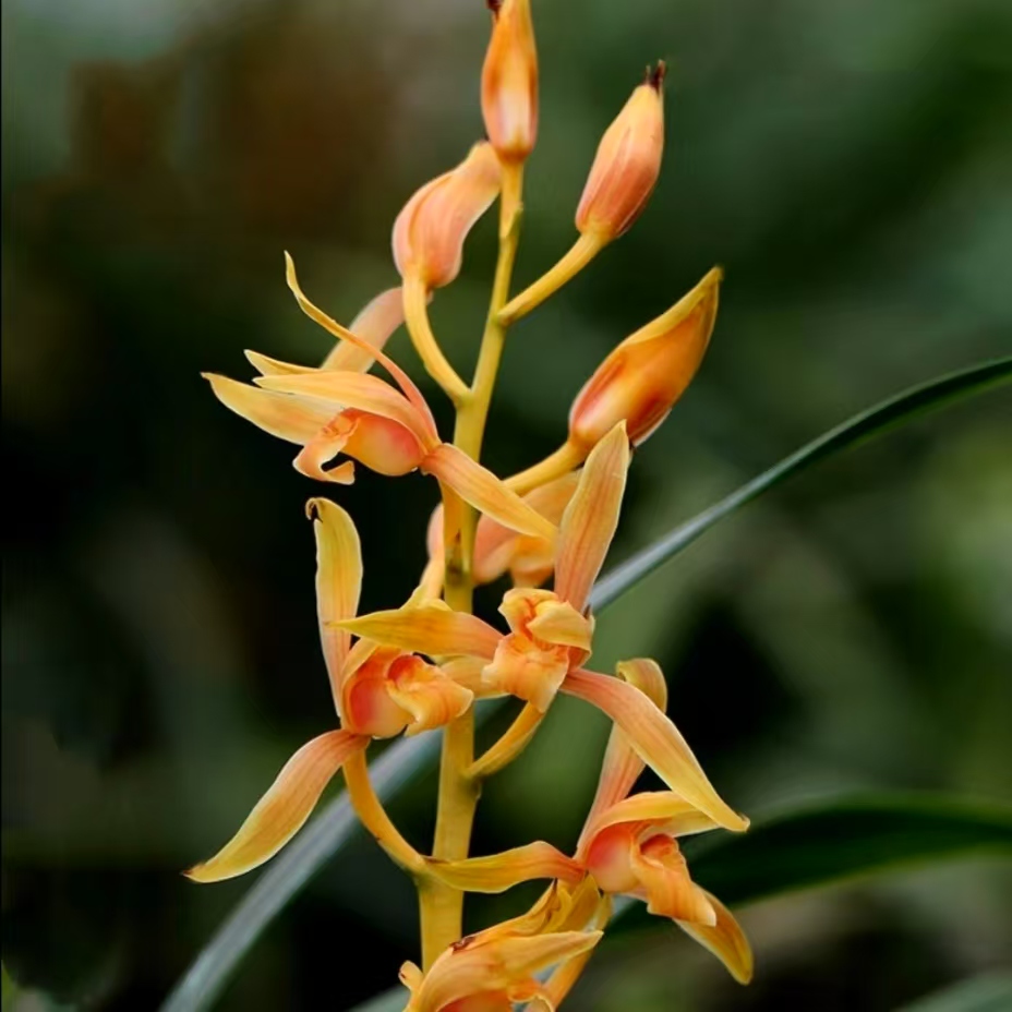 墨兰【中国牛】 花期每年11月-来年3月