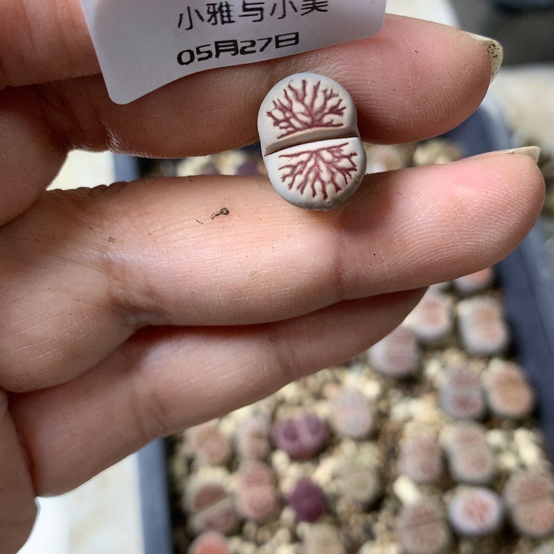 夕**夕D131多肉植物保护研究所