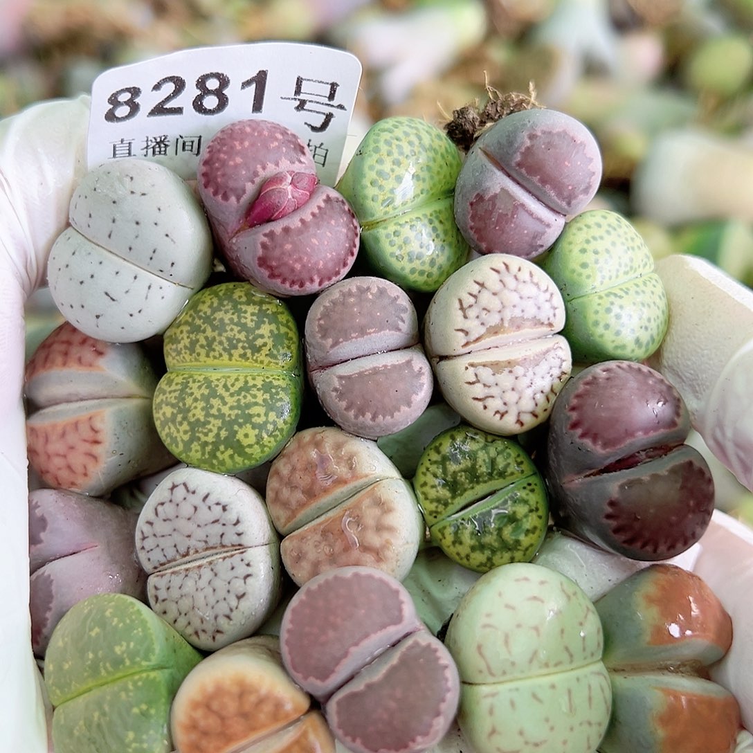 8281 好养易活生石花大母本19个