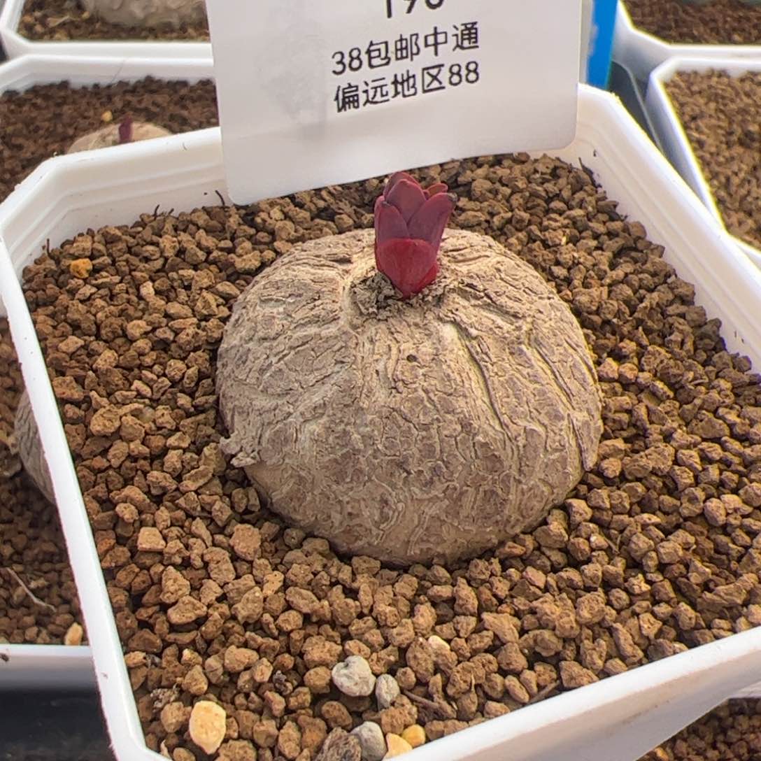 190号玫瑰大戟2.17多肉