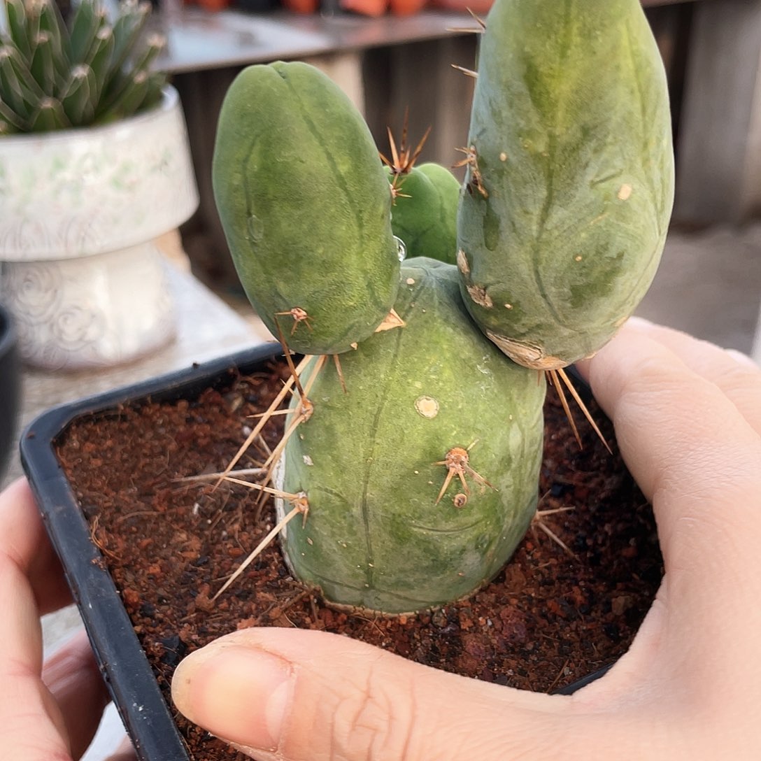 6666666666666666666666