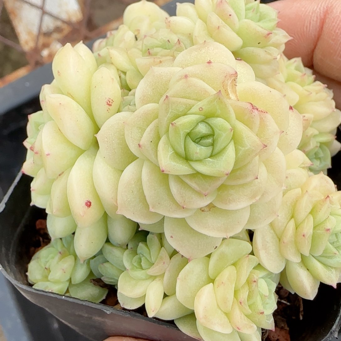 原****啊【闪购商品】0215-56（ttp-219）