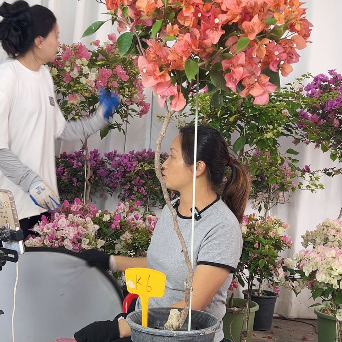 玲****大部分花苞少量开放K6波妹