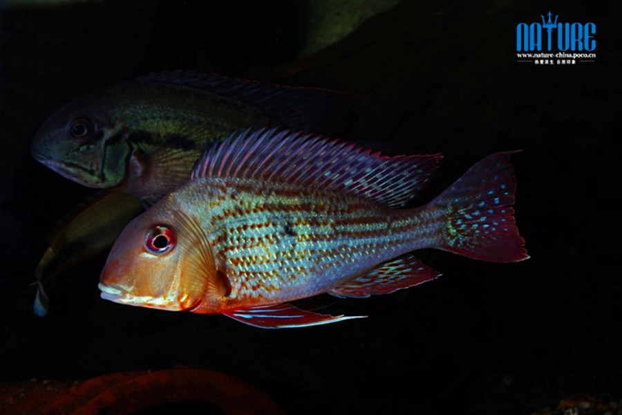 斯维尼关刀鱼热带鱼工具鱼食土鱼