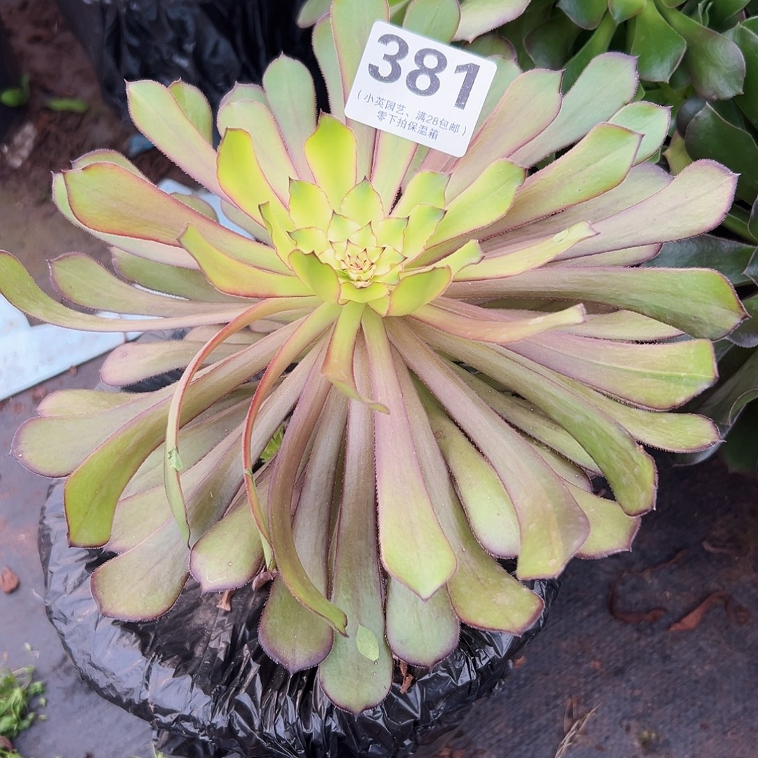 381多肉植物、铜壶蕾丝