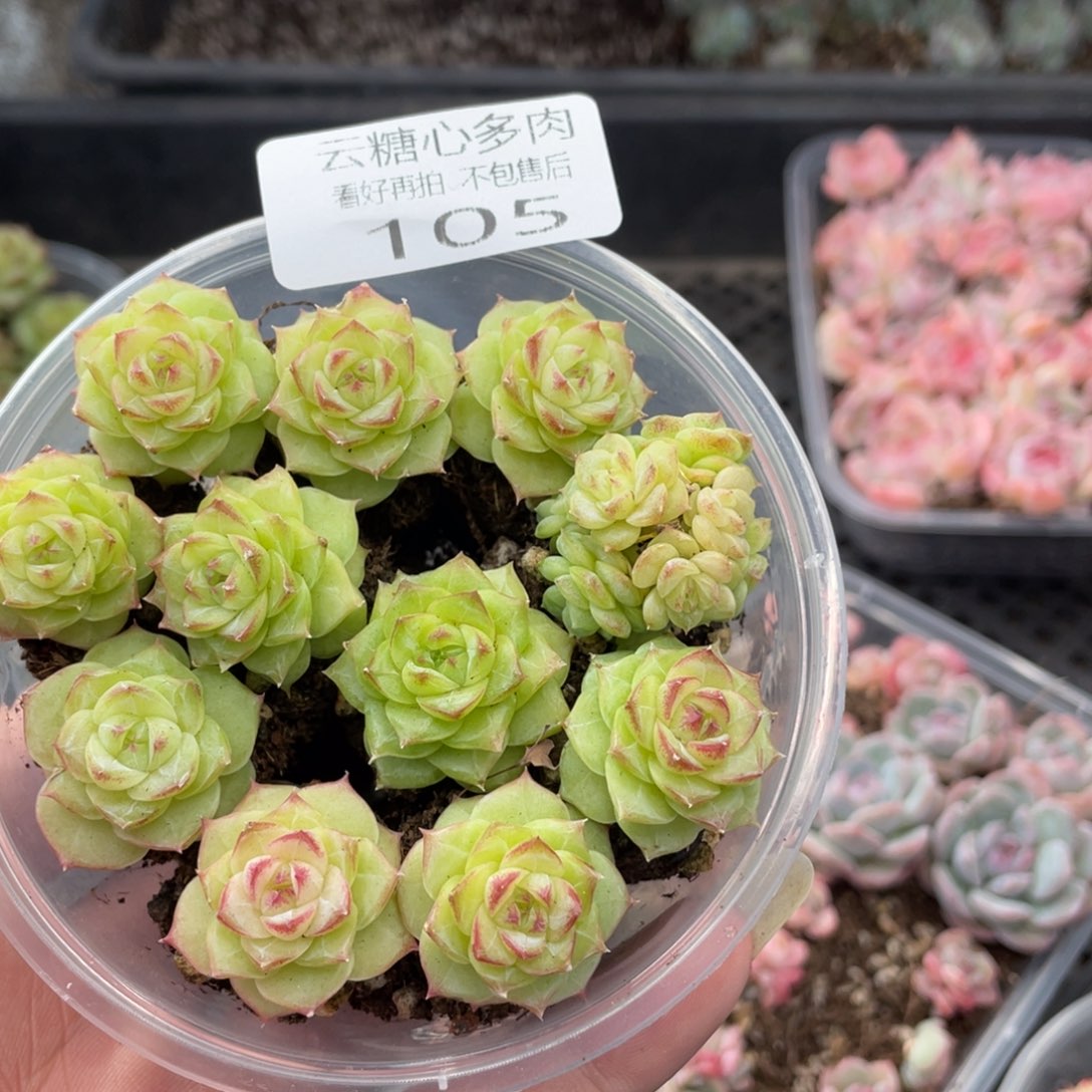 云糖心多肉植物105