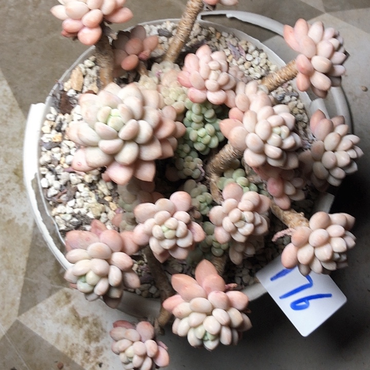 小**G176/-//////////////