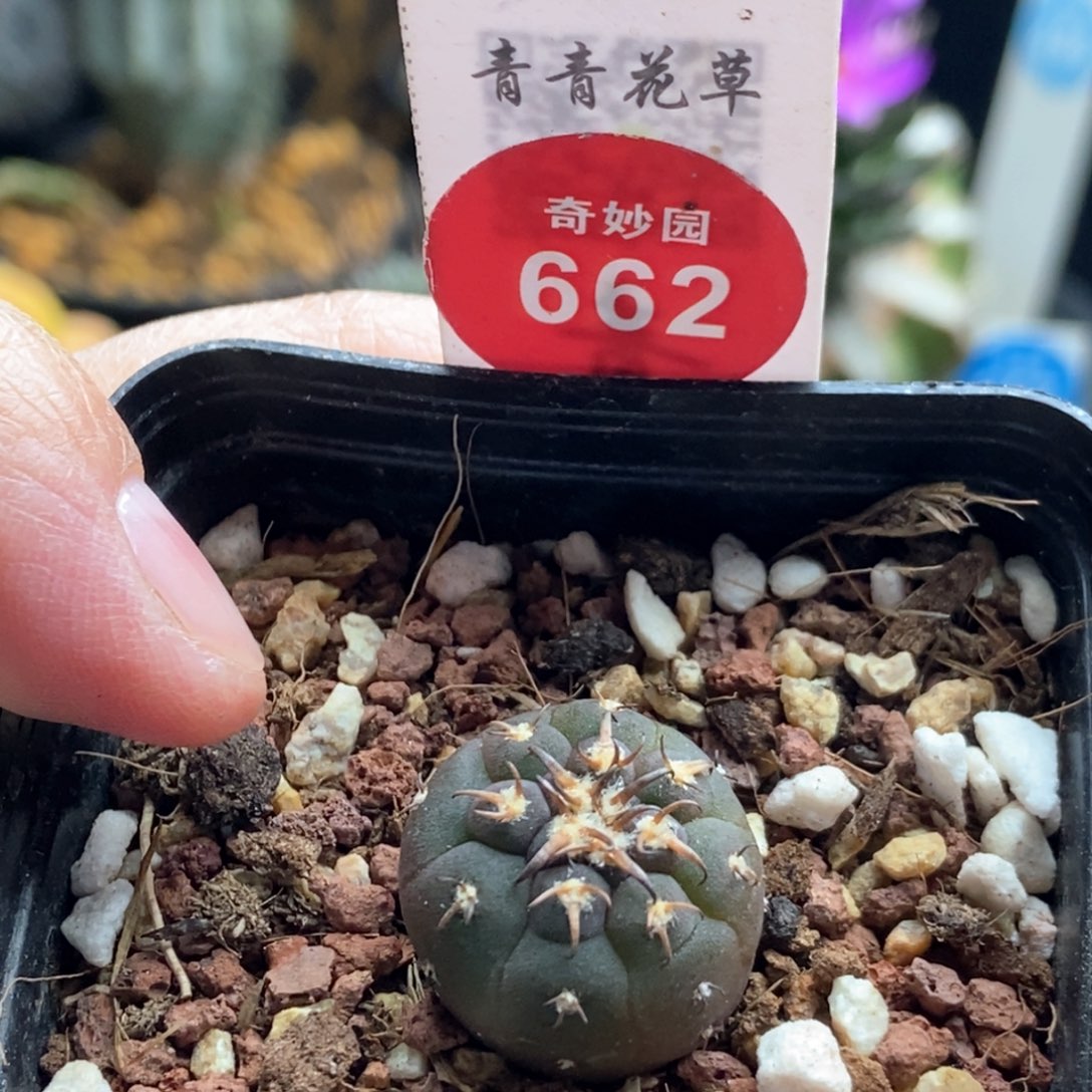 实生短刺猫爪1.8cm