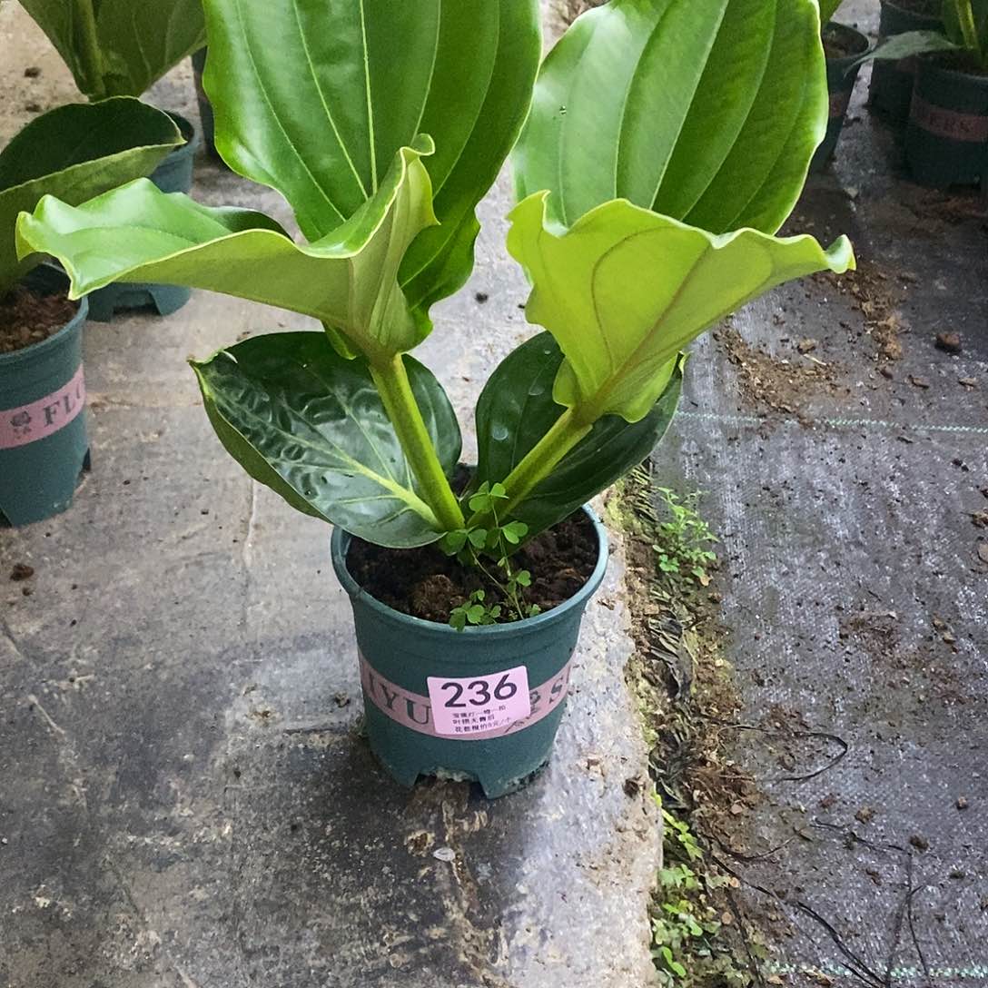 木本植物红*?木本花卉236