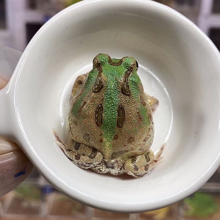 角蛙509号微蓝波子角蛙