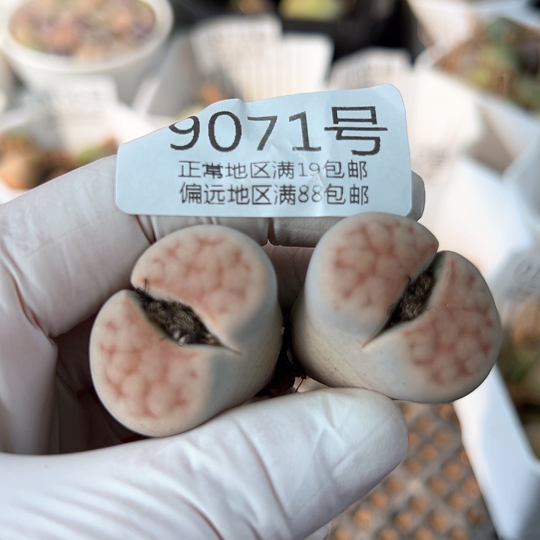 好养易活生石花大母本9071