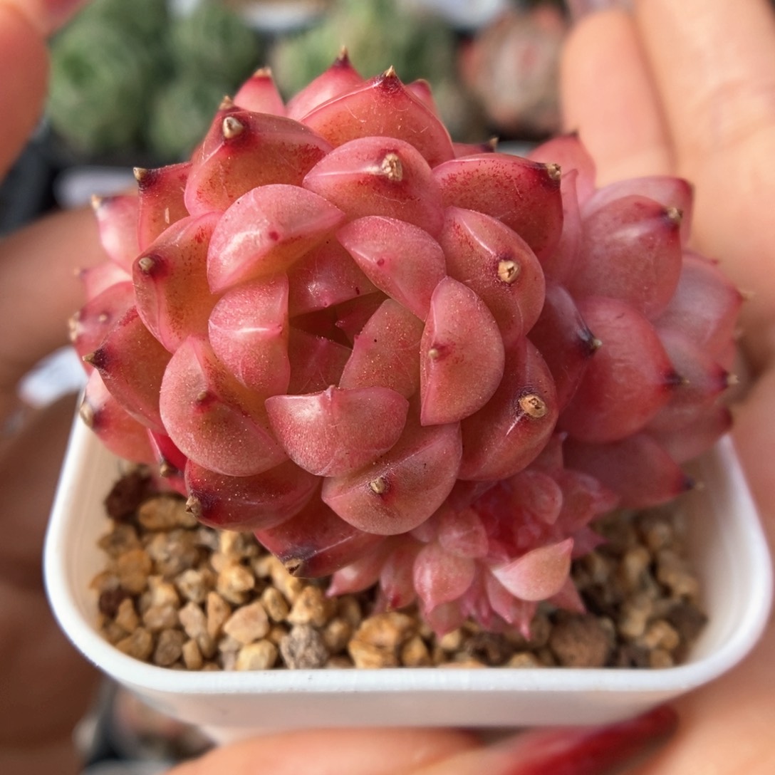 暗红油透珍妮群生4711号