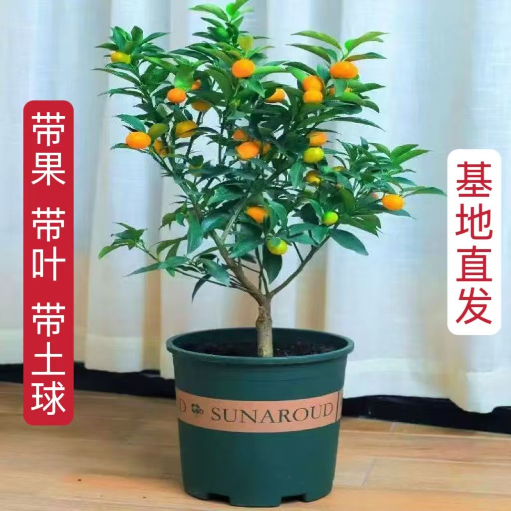 金桔树苗盆栽客厅阳台可食用室内植物四季循环开花结果一物一拍苗