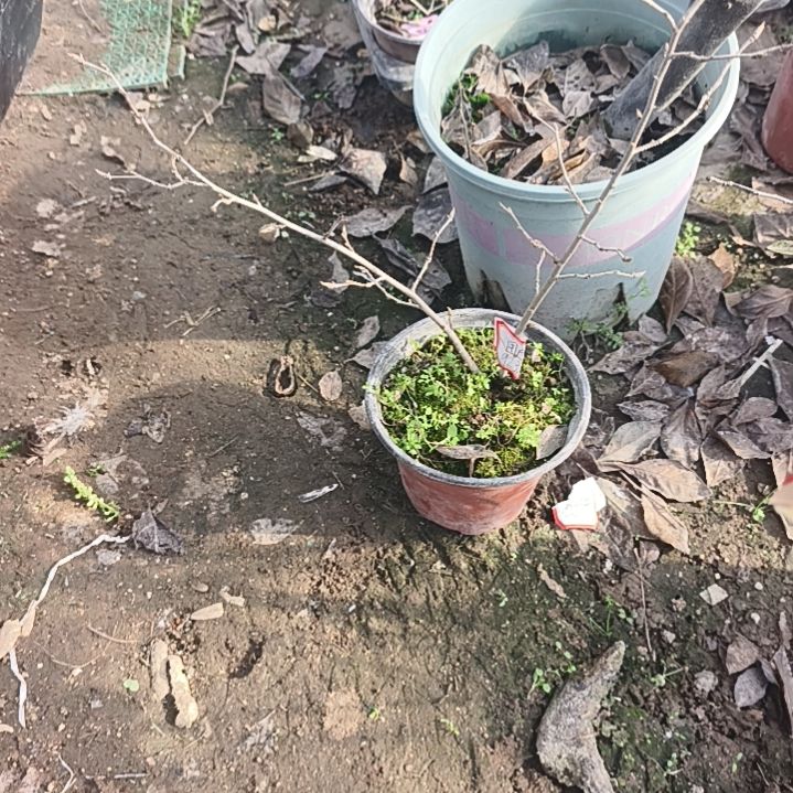 用***1完全开放老鸦柿金蝉