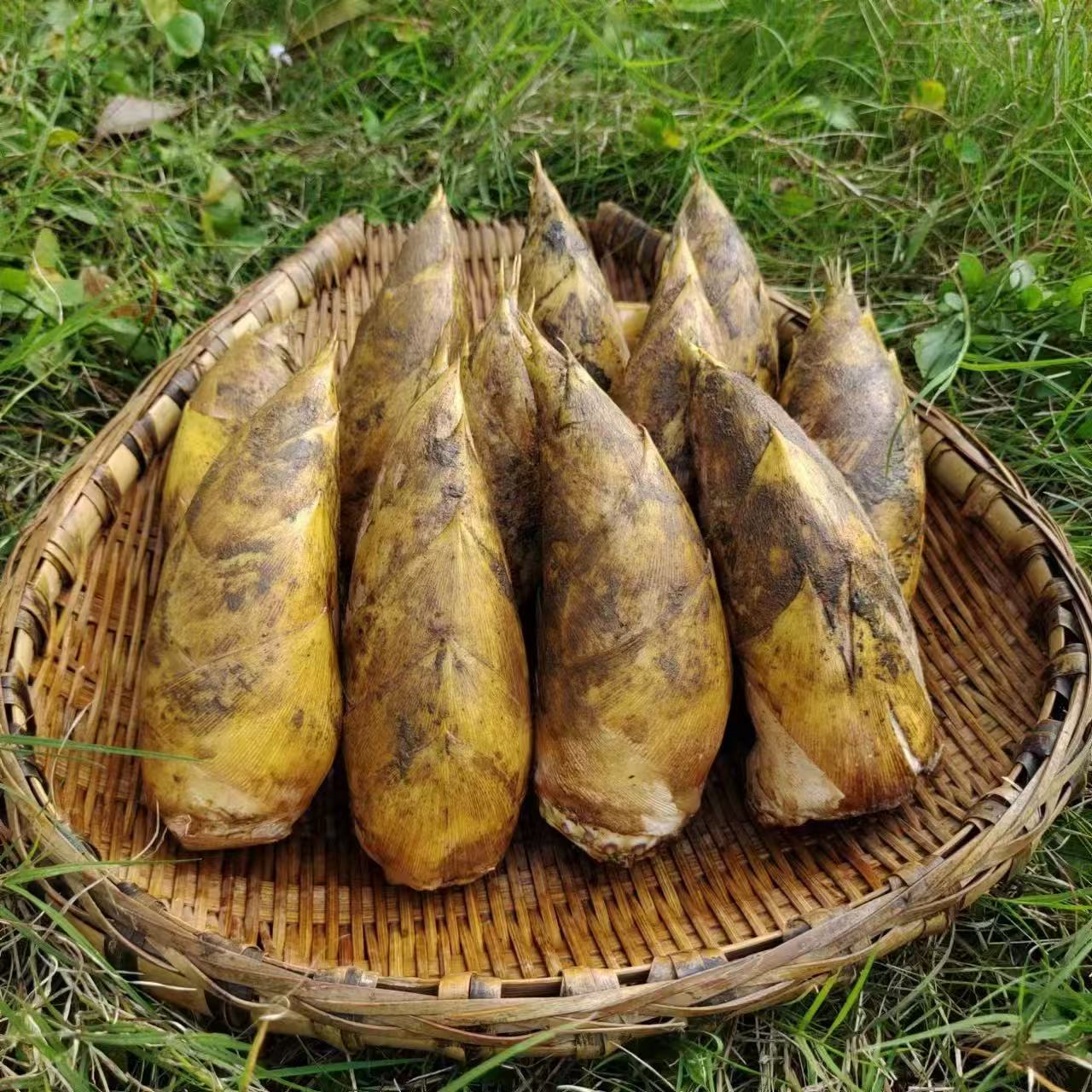 皖南广德竹乡新鲜现挖冬笋肉厚脆嫩饱满两头尖楠竹笋高山笋