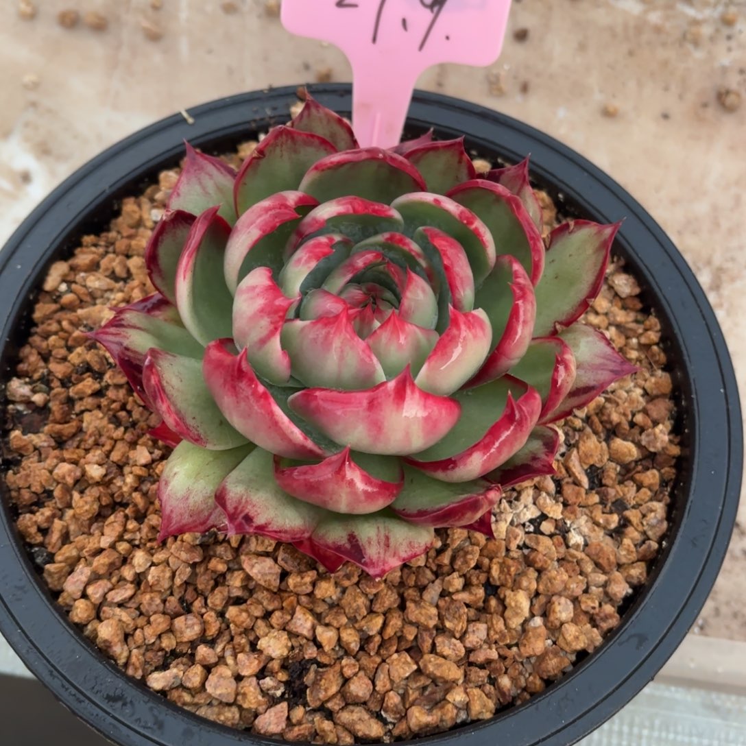 多肉惊鸿仙子29.9下播福利