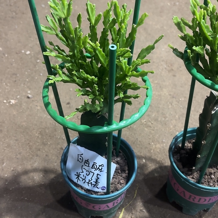 自***M当前无花栽培后可以开花