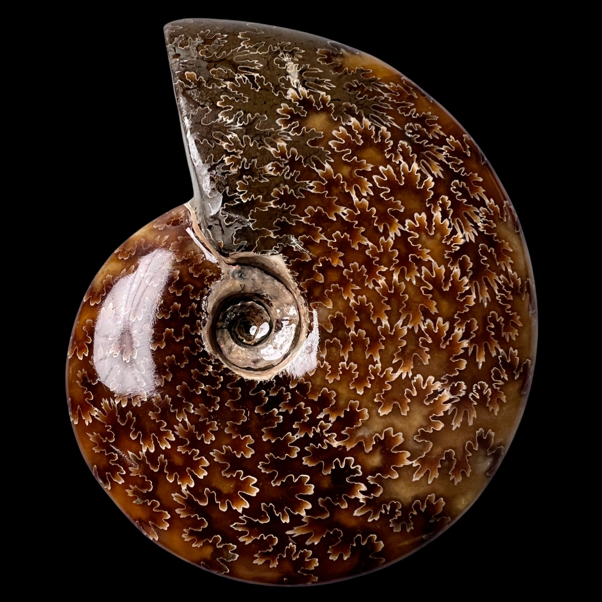 【 叶菊石（手把件）】106mm 玉化 马达加斯加SS 古贝壳 B0