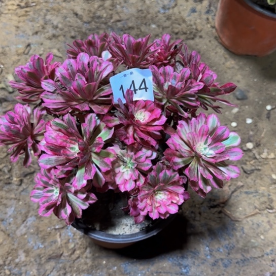 红铜白掐心一物一拍144