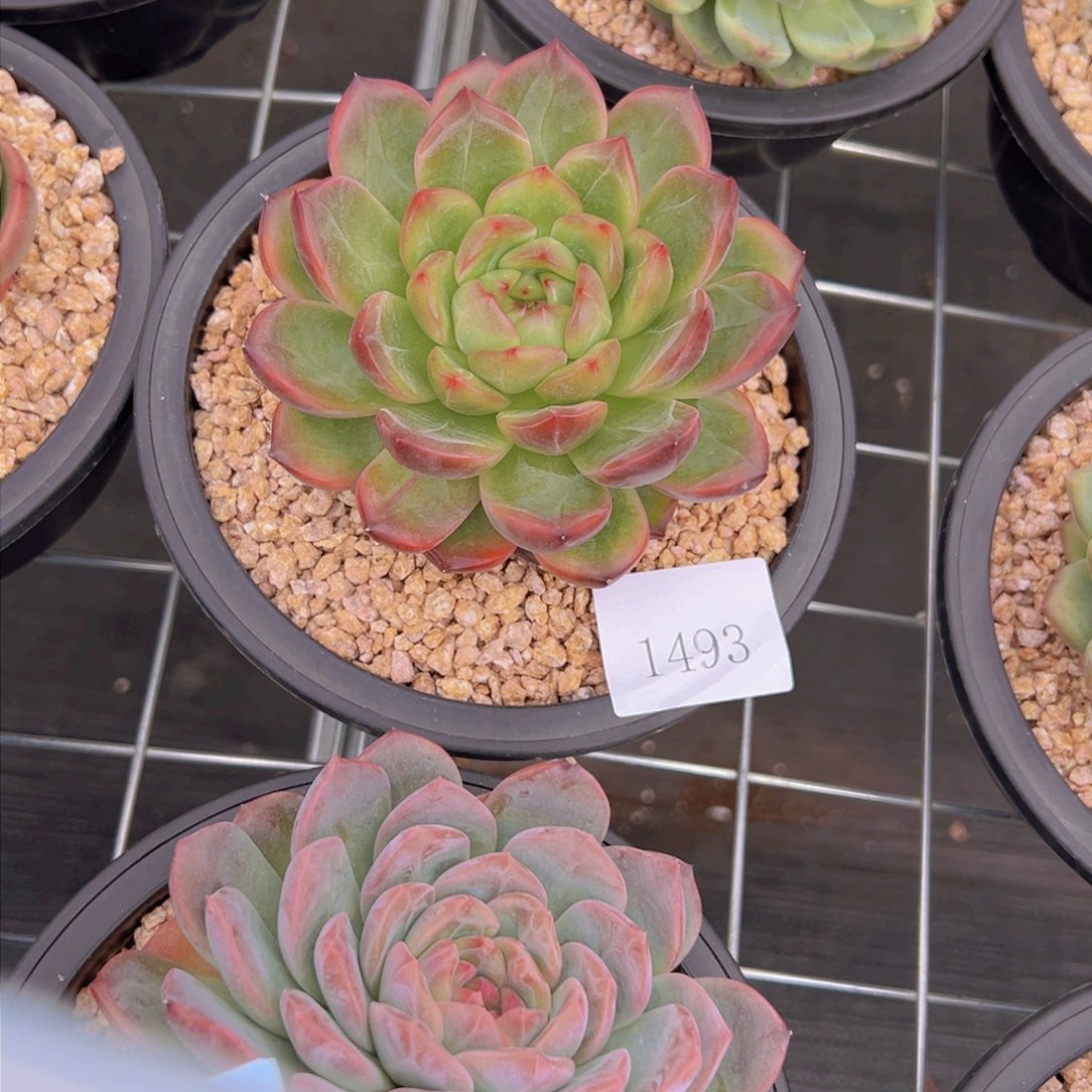 爱****@1493肉肉肉肉肉