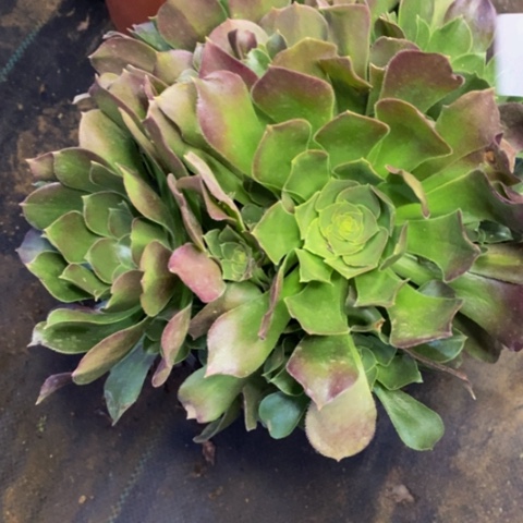 邵修玫瑰多肉植物2824