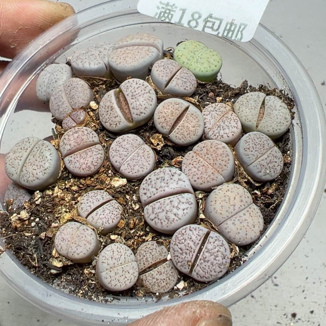 【闪购商品】 457。     