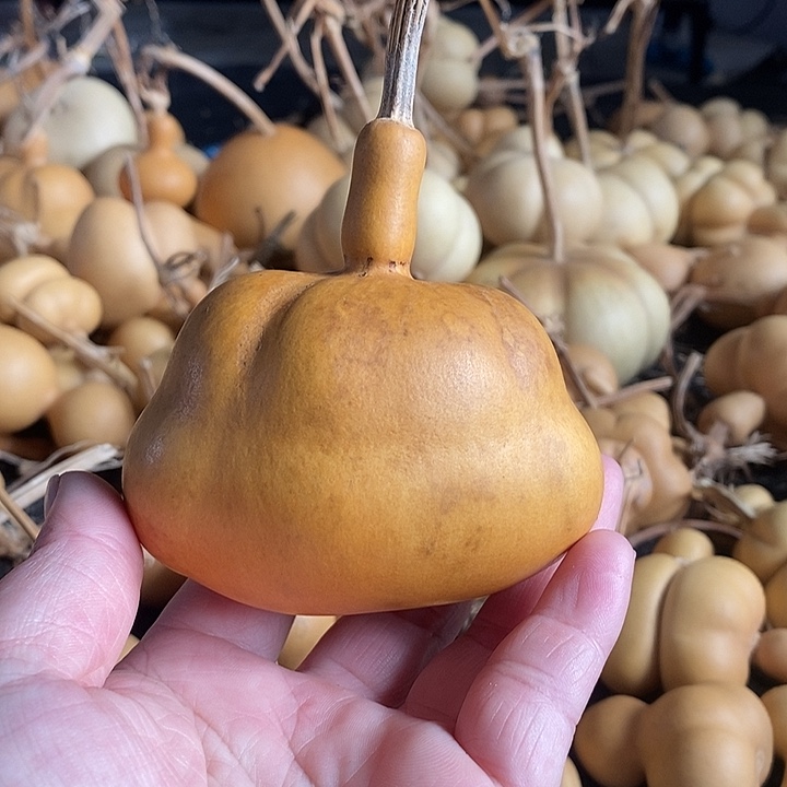 葫芦的颜色微花皮