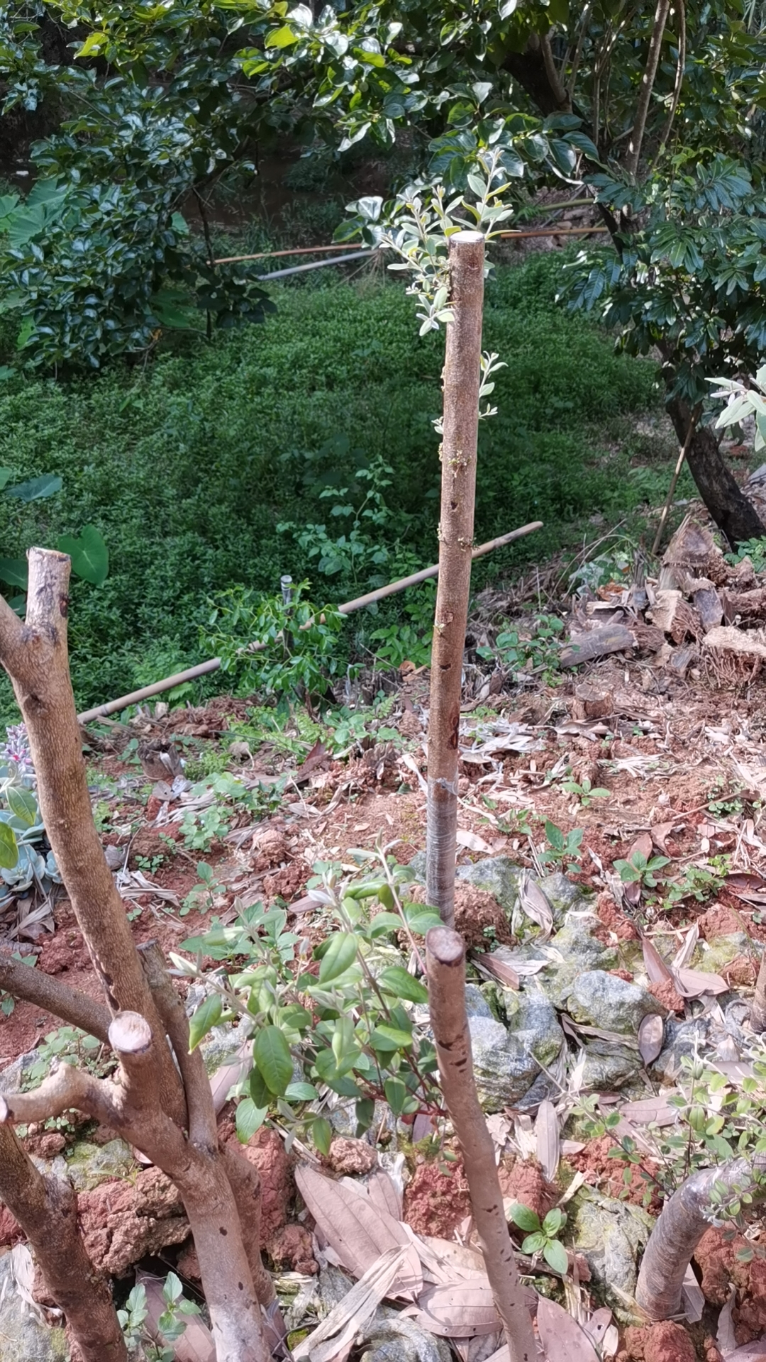 夏天开花结果的桃金娘树木盆景绿植园艺好物