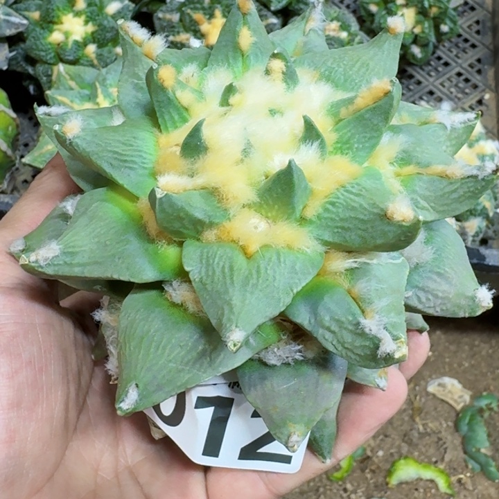 福利苗接大勾牡丹012