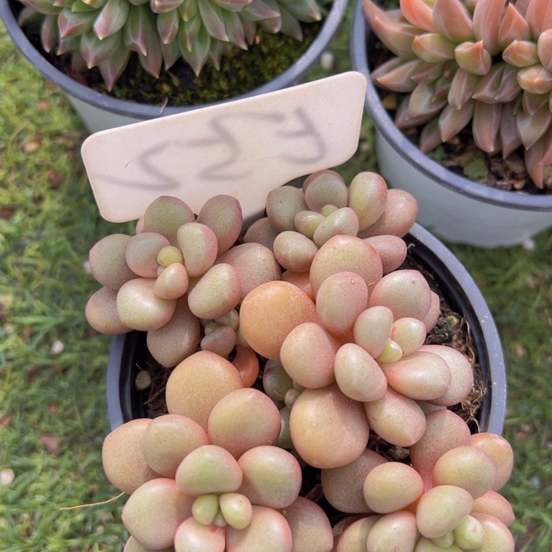 香玉的故事是一个人的故事吗