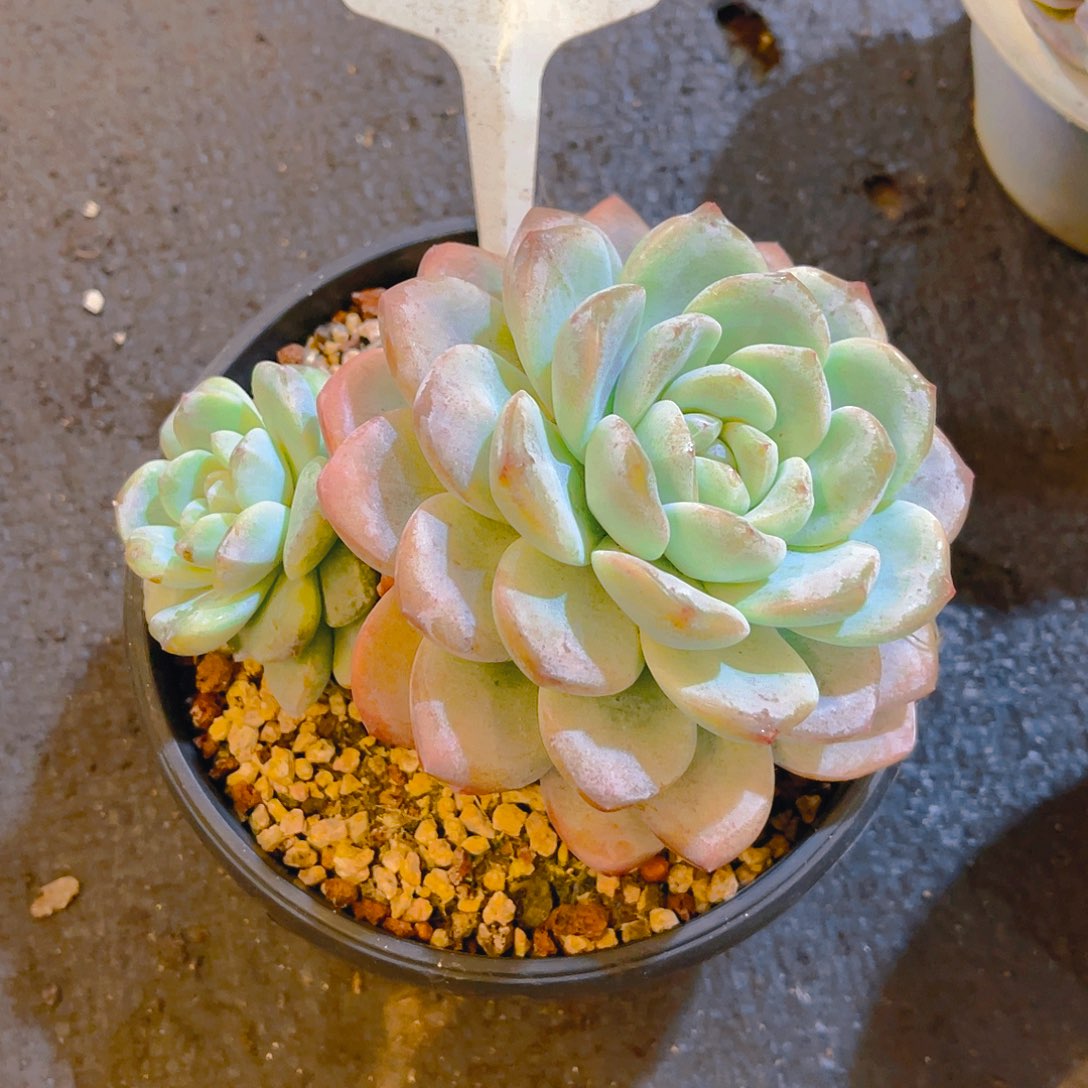 冰玉00000000000637