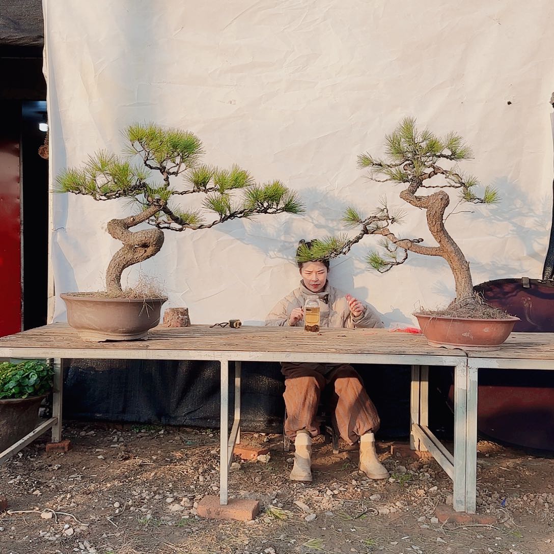 泡***泡完全开放黑松盆景直播间