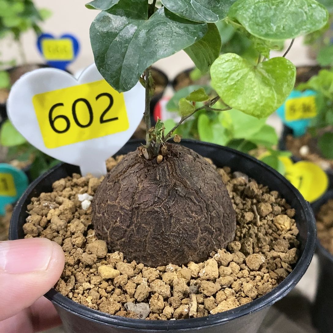 南非龟甲龙龟甲龙