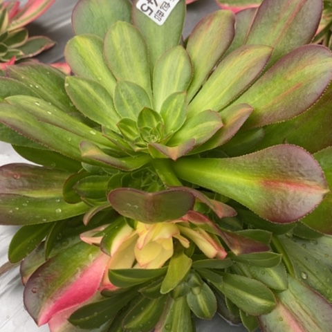 845女巫中斑满25包邮多肉