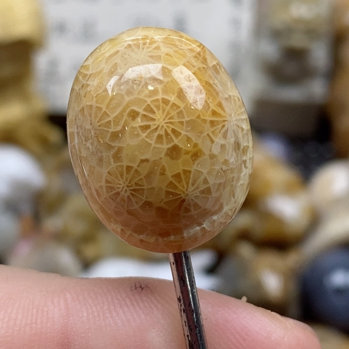 颈饰未镶嵌硅化珊瑚（珊瑚玉）