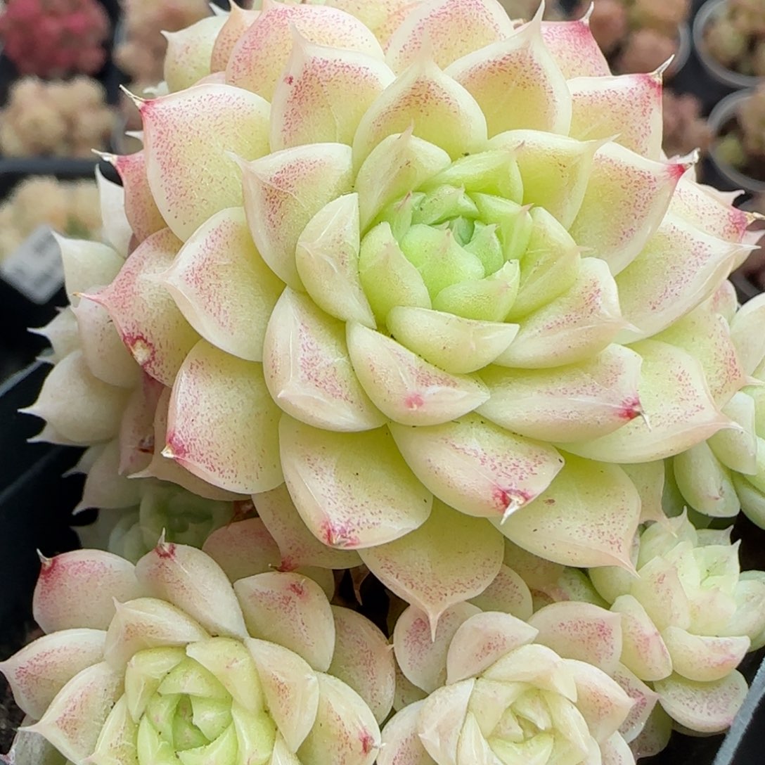 花语逸境0310-22叶伤