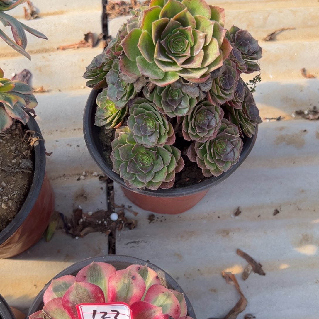 123海王七彩多肉植物法师