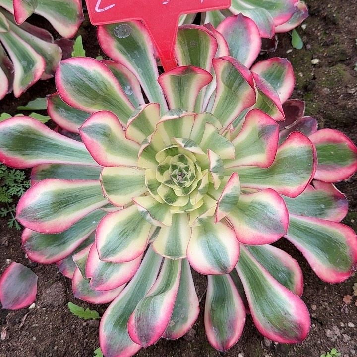 2-159爱丽丝多肉法师