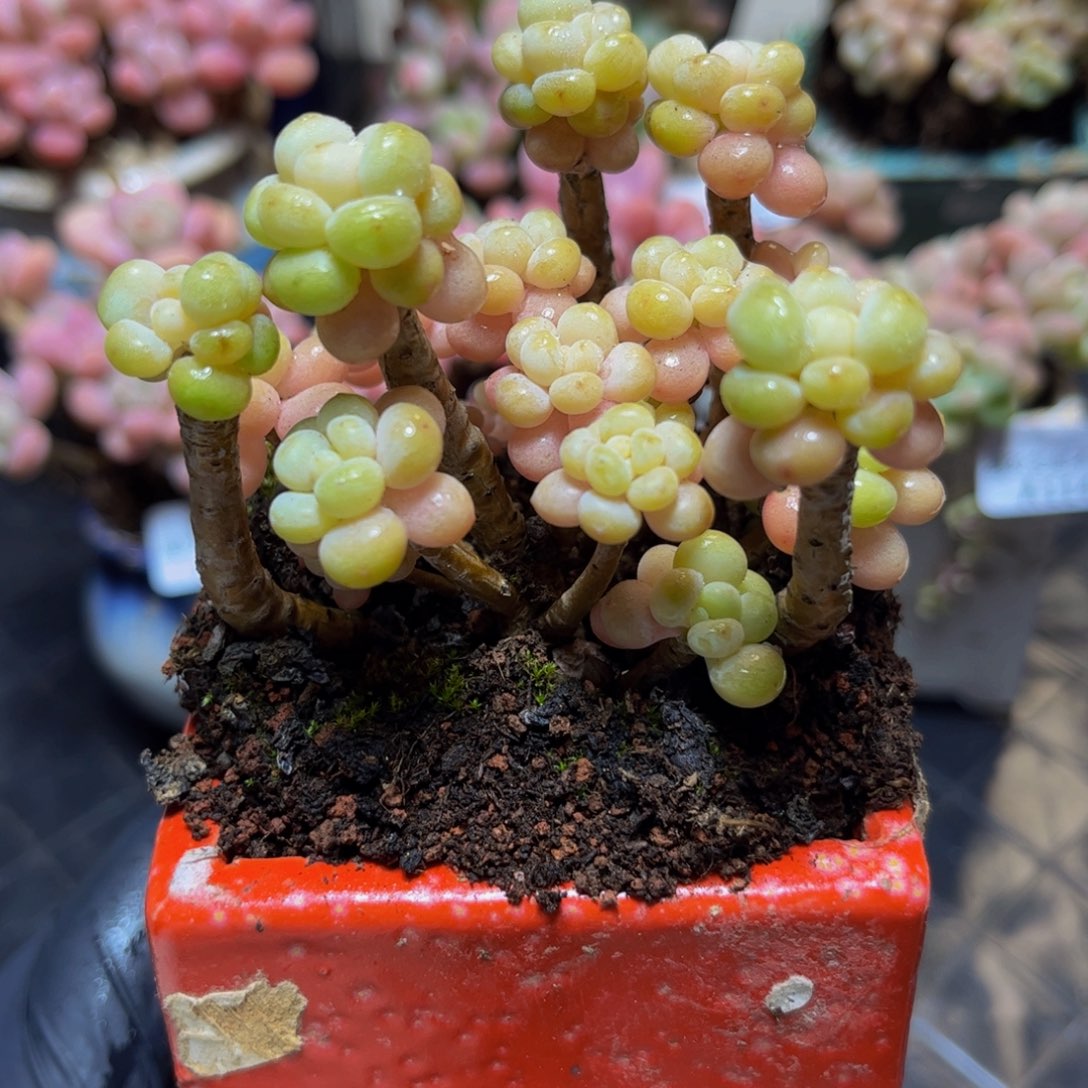 1145鱼子酱8厘米多肉